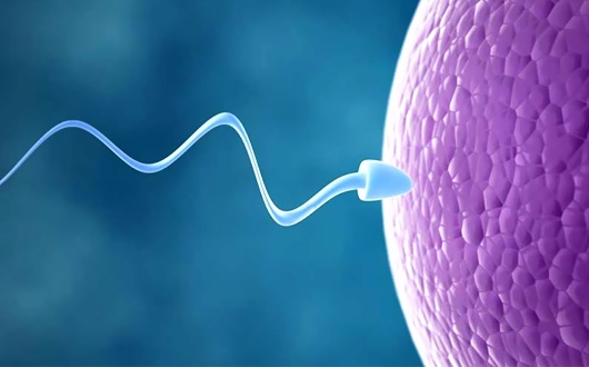 Sperm Yumurtaya Nasıl Ulaşır?
